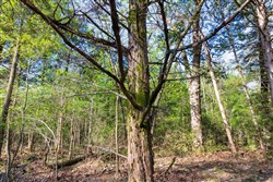 Autumnwood Tract 17