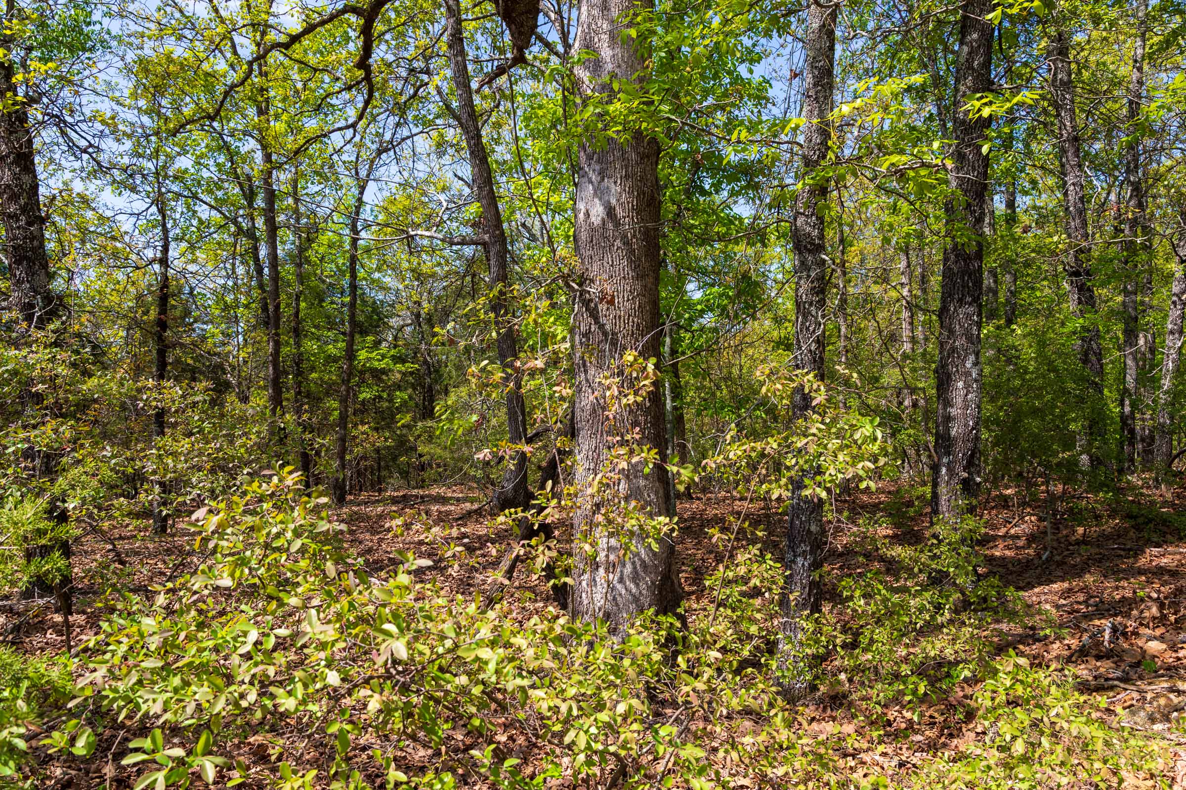 Tract 2 at Autumnwood in Fulton County, Arkansas