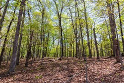 Autumnwood Tract 20