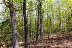 Autumnwood Tract 20