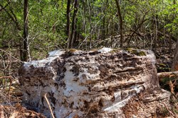 Autumnwood Tract 20