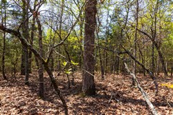Autumnwood Tract 3