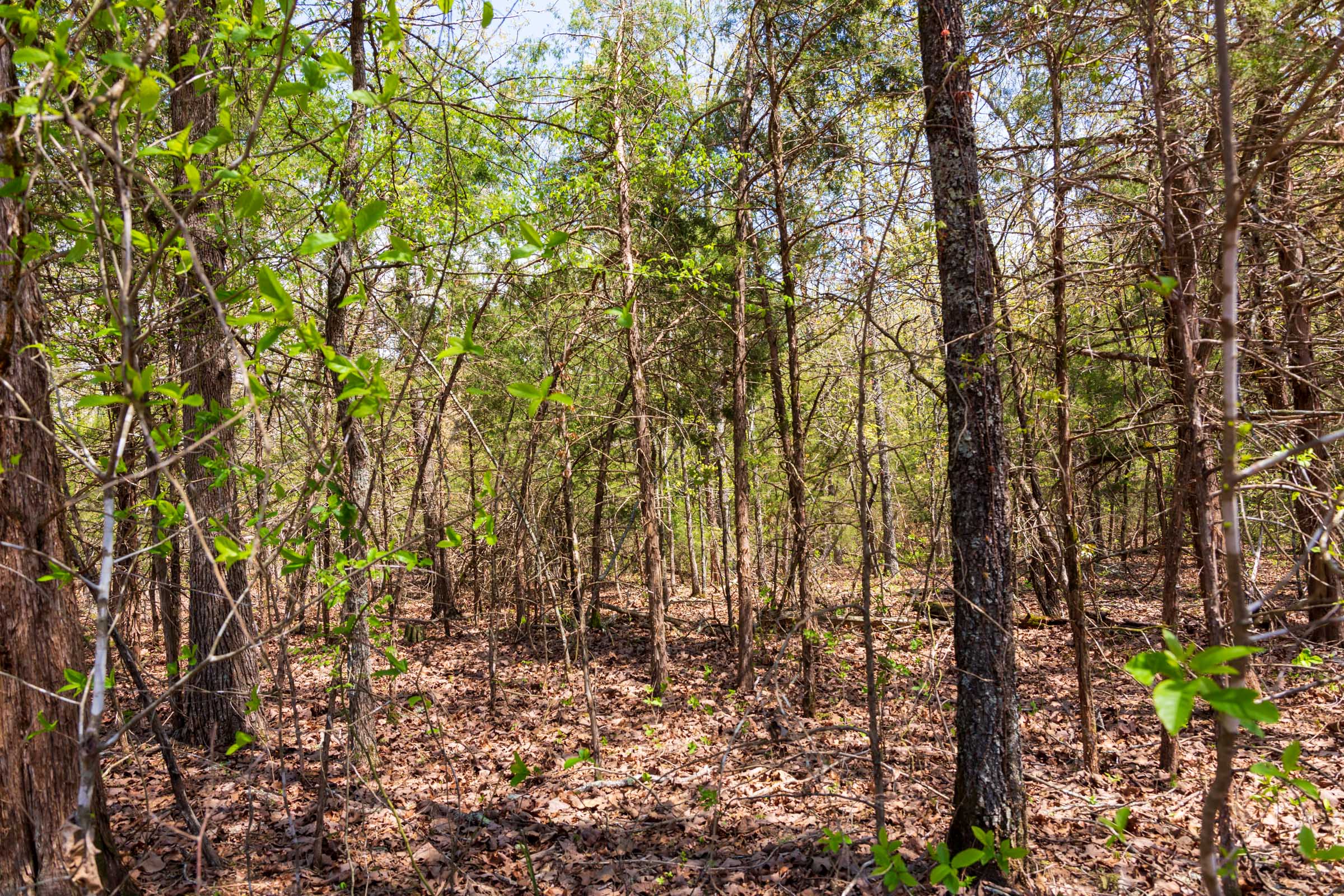 Tract 6 at Autumnwood in Fulton County, Arkansas