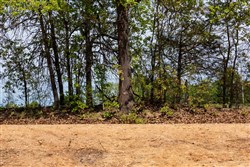 property photo for Autumnwood Tract 7, 7.46 acres for sale in Fulton County, Arkansas