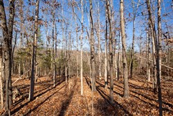 Dutchmanhollow Tract 11