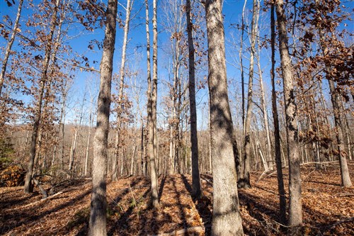 Dutchmanhollow Tract 11