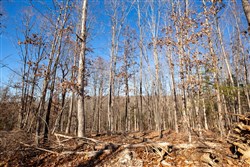 Dutchmanhollow Tract 11
