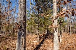 Dutchmanhollow Tract 11