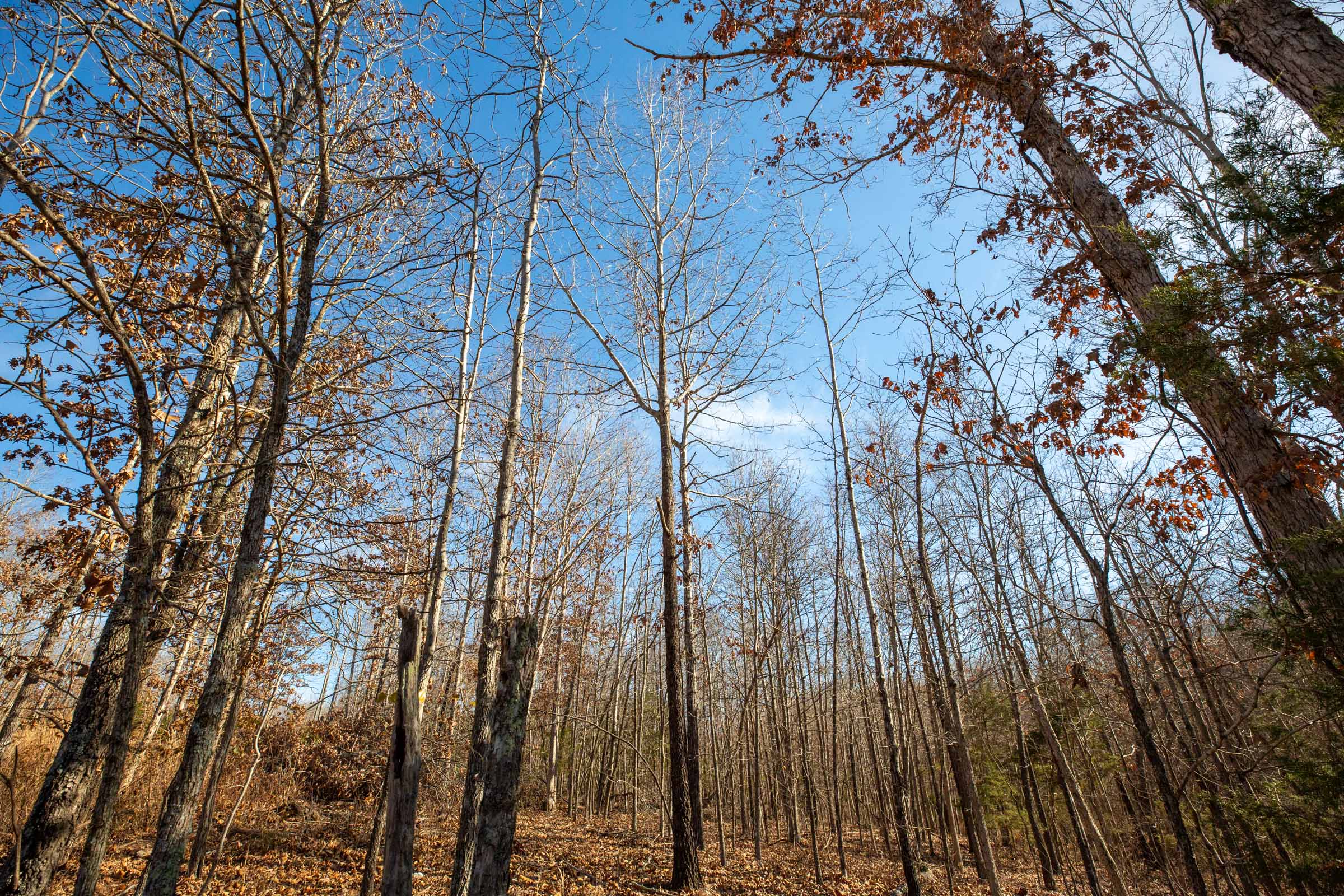 Tract 12 at Dutchmanhollow in Fulton County, Arkansas
