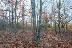 Dutchmanhollow Tract 4