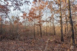 Dutchmanhollow Tract 4
