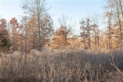 Dutchmanhollow Tract 6
