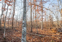 Dutchmanhollow Tract 6