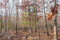 Dutchmanhollow Tract 8