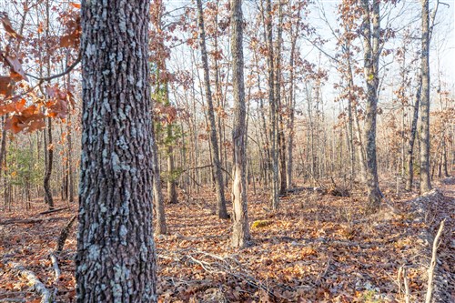Dutchmanhollow Tract 8
