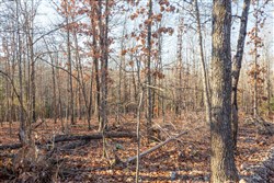 Dutchmanhollow Tract 8
