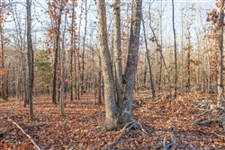 Dutchmanhollow Tract 8