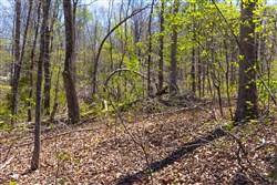 Lazybrook Tract 17