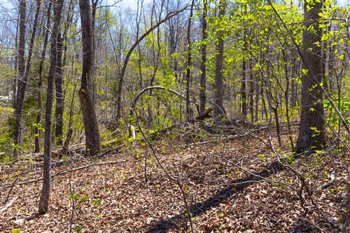 Lazybrook Tract 17