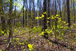 Lazybrook Tract 17