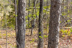 Lazybrook Tract 17