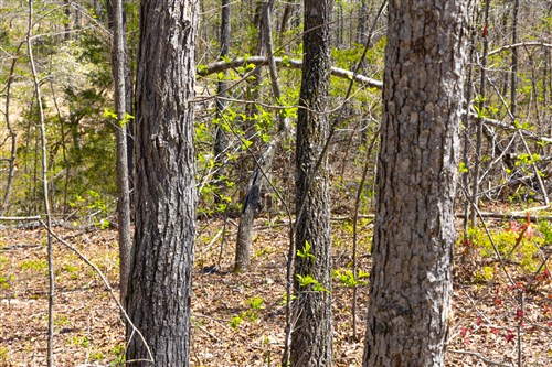 Lazybrook Tract 17