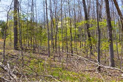 Lazybrook Tract 17