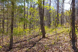 Lazybrook Tract 17