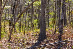 Lazybrook Tract 17