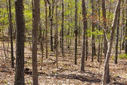 property photo for Lazybrook Tract 3, 7.46 acres for sale in Fulton County, Arkansas