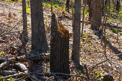 property photo for Lazybrook Tract 3, 7.46 acres for sale in Fulton County, Arkansas