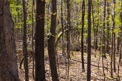 property photo for Lazybrook Tract 3, 7.46 acres for sale in Fulton County, Arkansas