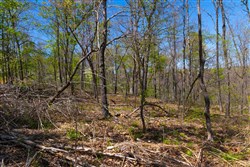 Lazybrook Tract 8