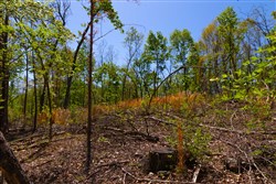 Lazybrook Tract 9