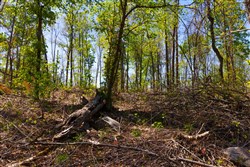 Lazybrook Tract 9