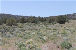 property photo for Moon Valley Ranch Tract 547, 20.3 acres for sale in Lassen County, California