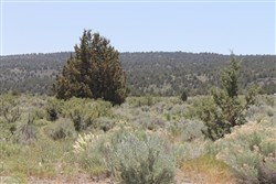 property photo for Moon Valley Ranch Tract 547, 20.3 acres for sale in Lassen County, California
