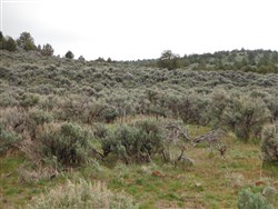 property photo for Moon Valley Ranch Tract 736, 20.1 acres for sale in Lassen County, California