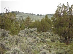 property photo for Moon Valley Ranch Tract 736, 20.1 acres for sale in Lassen County, California
