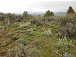 property photo for Moon Valley Ranch Tract 736, 20.1 acres for sale in Lassen County, California