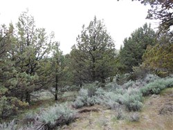 property photo for Moon Valley Ranch Tract 766, 21 acres for sale in Lassen County, California
