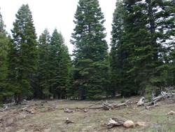 California Pines Tract 92