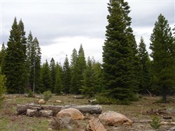 California Pines Tract 92