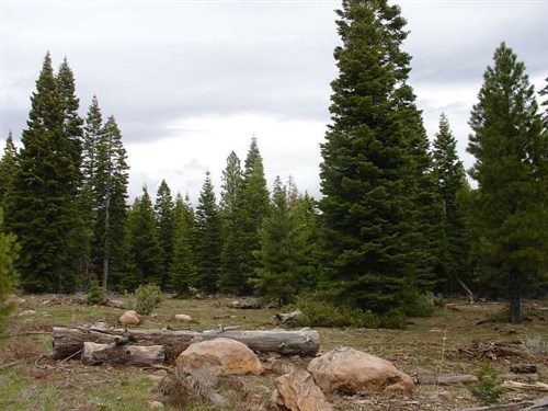 California Pines Tract 92