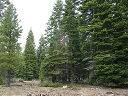 California Pines Tract 92