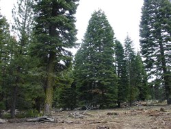 California Pines Tract 92