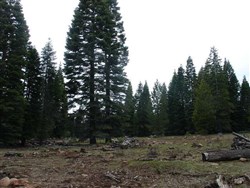 California Pines Tract 92