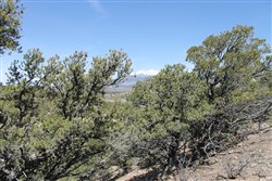 Sangre De Cristo Ranches Tract 4691