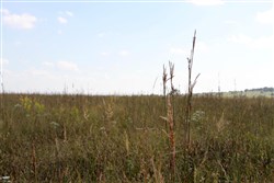 property photo for Cowboy Meadows Tract 1, 7.52 acres for sale in Chautauqua County, Kansas