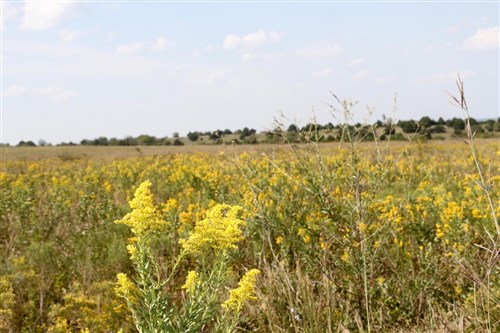 Cowboy Meadows Tract 21